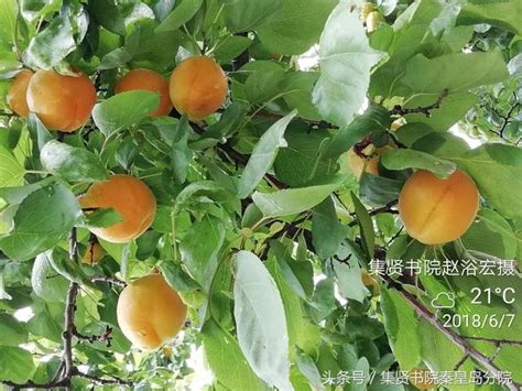杏樹種植 84年 農曆
